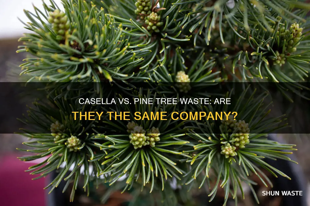 is casella and pine tree waste the same company