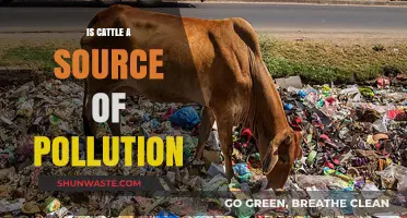 Cattle Pollution: Is Livestock Harming Our Planet?