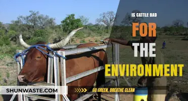 Cattle's Environmental Impact: Uncovering the Truth Behind Livestock Farming
