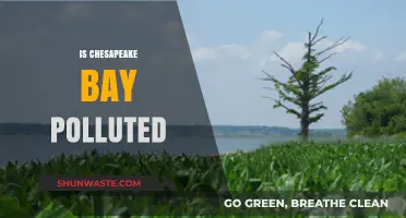Chesapeake Bay: A Polluted Paradise?