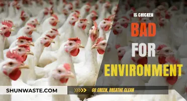 Chicken's Environmental Impact: Sustainable or Harmful for Our Planet?