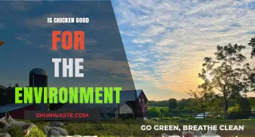Is Chicken Eco-Friendly? Exploring Its Environmental Impact and Sustainability