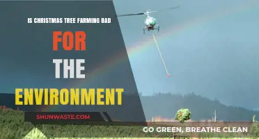 Are Christmas Tree Farms Eco-Friendly or Environmental Hazards?