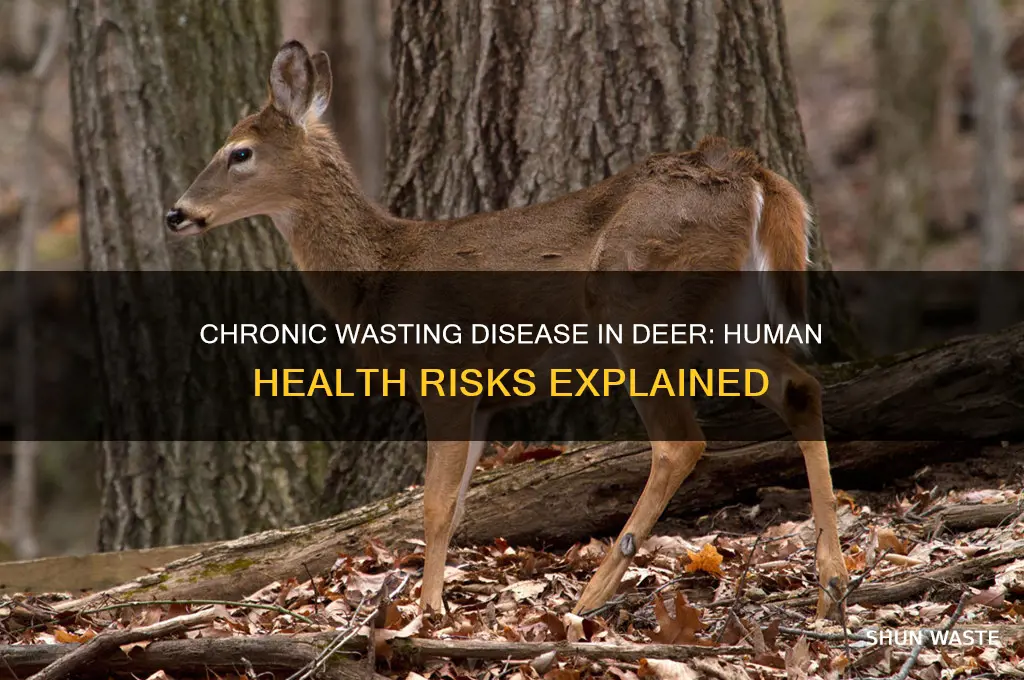 is chronic waste disease in deer harmful to humans