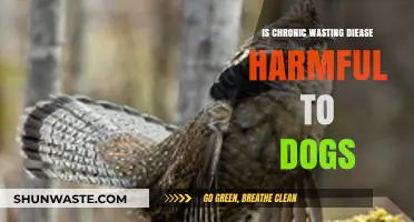 Chronic Wasting Disease: Potential Risks and Harm to Dogs Explained