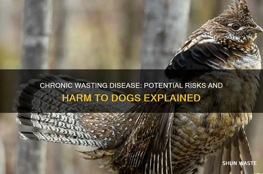 is chronic wasting diease harmful to dogs