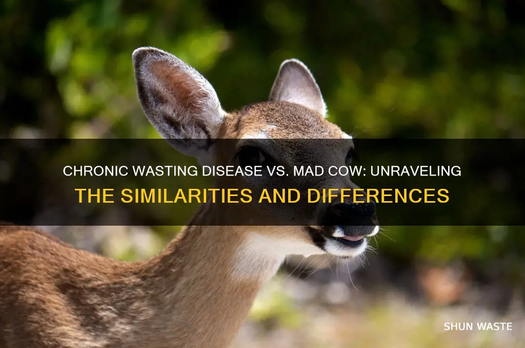 is chronic wasting diease like mad cow