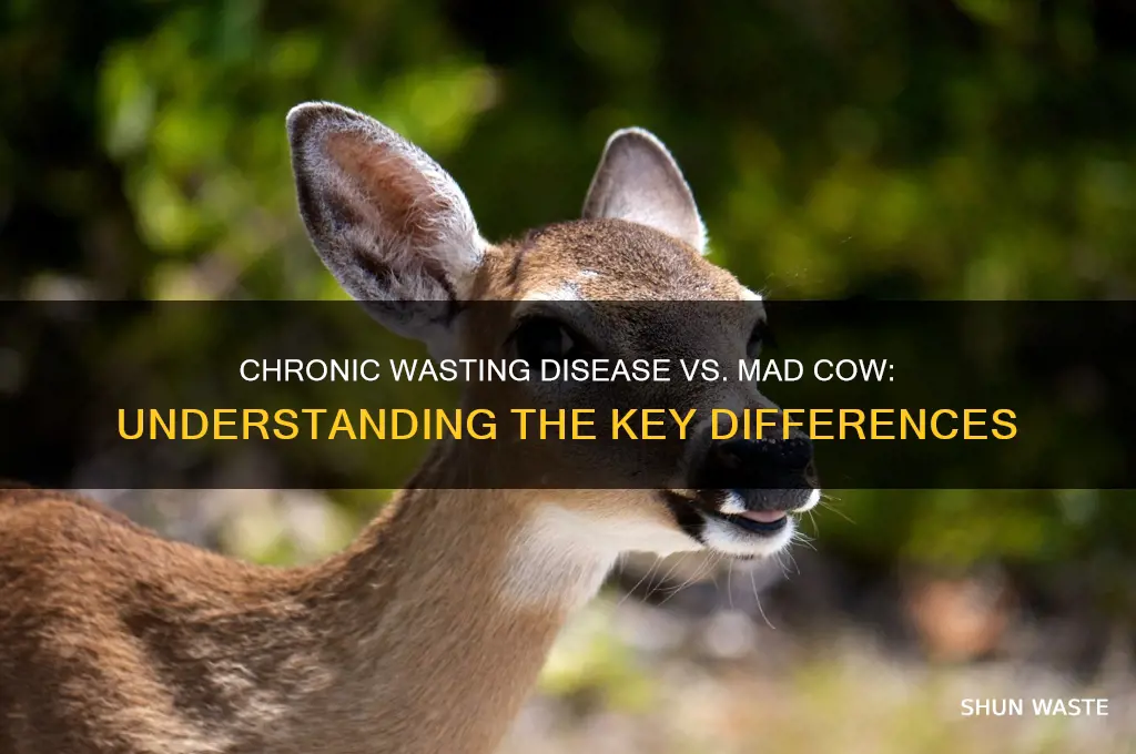 is chronic wasting diseae the same as mad cow