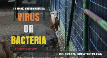 Chronic Wasting Disease: Understanding Its Viral or Bacterial Nature