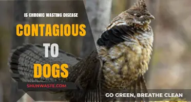 Can Dogs Catch Chronic Wasting Disease? Understanding the Risks