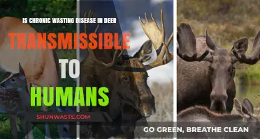 Can Chronic Wasting Disease in Deer Infect Humans? Facts Revealed