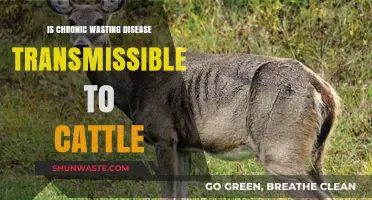 Can Chronic Wasting Disease Spread to Cattle? Key Insights