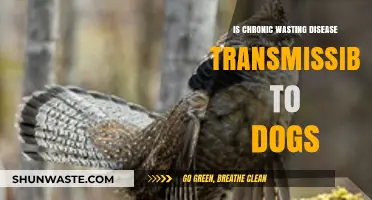 Can Dogs Catch Chronic Wasting Disease? Understanding Transmission Risks