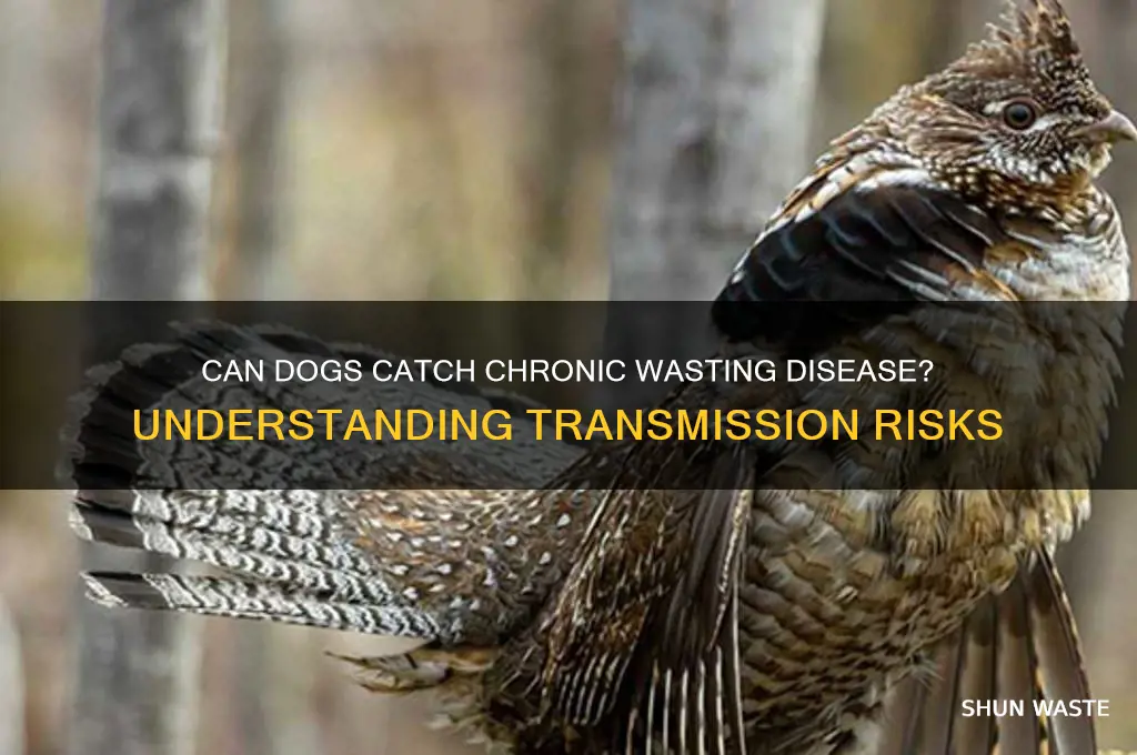 is chronic wasting disease transmissible to dogs