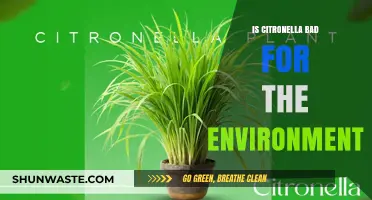 Citronella's Environmental Impact: Eco-Friendly or Harmful to Nature?
