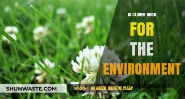 Clover's Eco-Friendly Impact: Benefits for Soil, Bees, and Climate