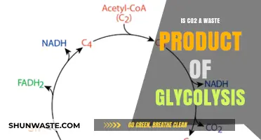 Is CO2 a Waste Product of Glycolysis? Exploring Metabolic Byproducts