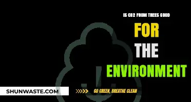 Tree CO2 Release: Environmental Friend or Foe?