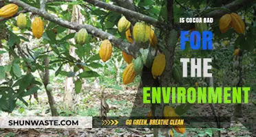 Cocoa's Environmental Impact: Sustainable Practices vs. Deforestation Concerns