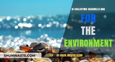 Seashell Collecting: Eco-Friendly Hobby or Harmful Environmental Practice?
