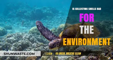 Shell Collecting: Environmental Impact and Sustainable Beachcombing Practices