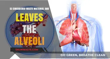 Unwanted Alveolar Residue: Understanding Waste Material Exit from Alveoli