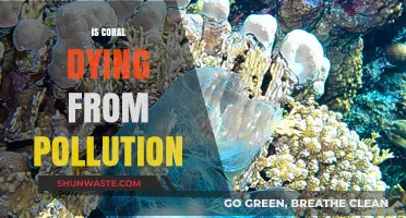 Coral Reefs: Pollution's Impact and Solutions