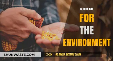 Is Corn Eco-Friendly? Uncovering Its Environmental Impact and Sustainability