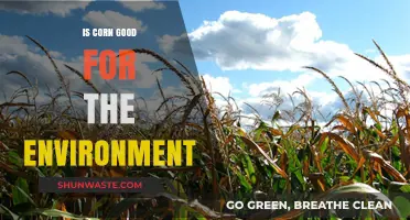 Is Corn Eco-Friendly? Exploring Its Environmental Impact and Sustainability