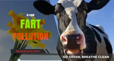 Cow Farts: A Climate Change Conundrum
