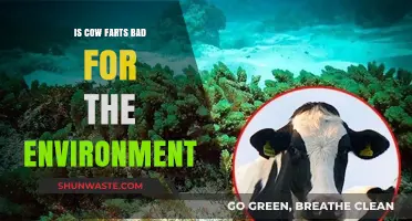 Cow Emissions: Unraveling the Environmental Impact of Bovine Flatulence