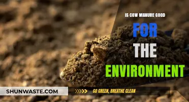 Cow Manure's Environmental Impact: Sustainable Solution or Hidden Hazard?