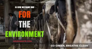Cow Methane Emissions: Environmental Impact and Sustainable Solutions Explored
