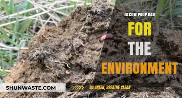 Cow Manure's Environmental Impact: Harmful or Misunderstood?