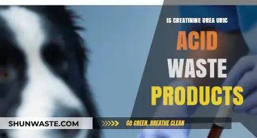 Understanding Creatinine, Urea, and Uric Acid: Are They Waste Products?