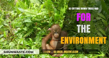Is Deforestation Harming Our Planet? Exploring the Environmental Impact