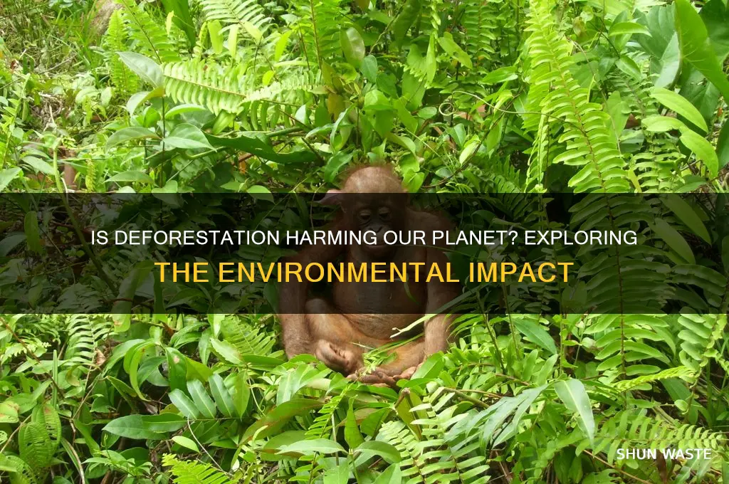 is cutting down trees bad for the environment