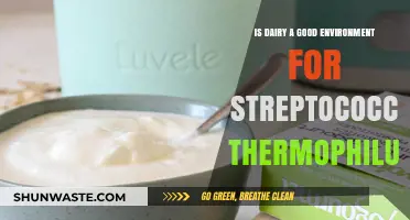Dairy's Role as a Habitat for Streptococcus Thermophilus: A Deep Dive