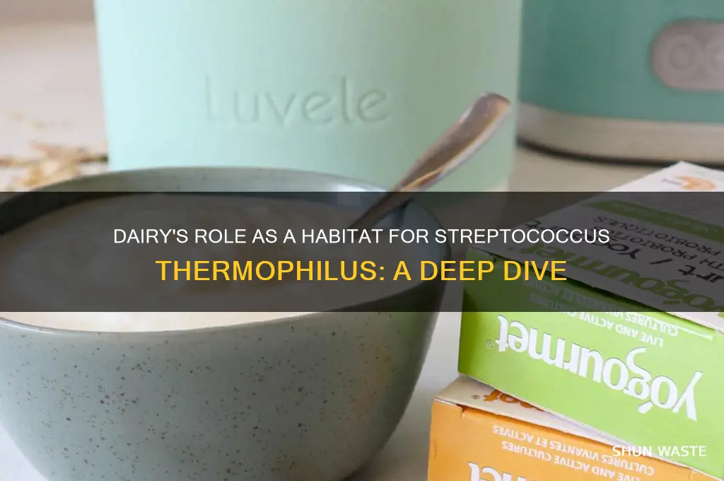 is dairy a good environment for streptococcus thermophilus