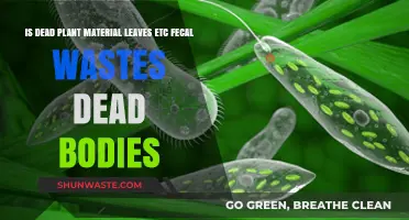 Decomposition Dynamics: Exploring Dead Plant Material, Fecal Wastes, and Corpses