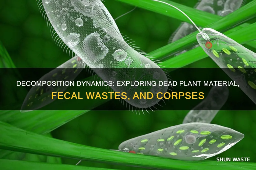 is dead plant material leaves etc fecal wastes dead bodies