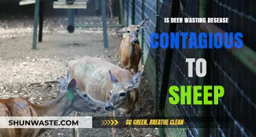 Can Sheep Catch Deer Wasting Disease? Understanding CWD Transmission Risks
