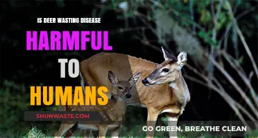 Deer Wasting Disease: Human Health Risks and Safety Concerns Explained