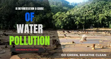 Deforestation's Impact: Uncovering Water Pollution's Hidden Link