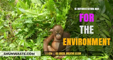 Deforestation's Devastating Impact: Uncovering Environmental Consequences and Solutions