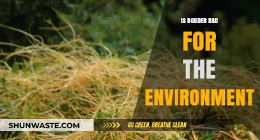Is Dodder Harmful? Environmental Impact and Ecological Concerns Explained