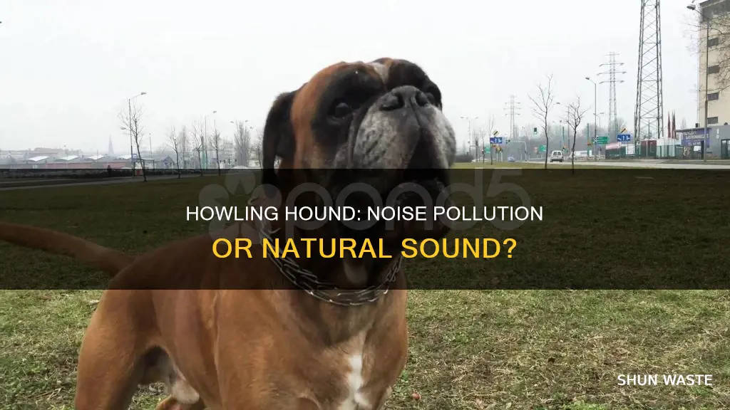 is dog barking noise pollution