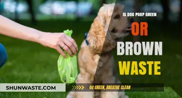 Is Dog Poop Green or Brown? Understanding Your Pet's Waste