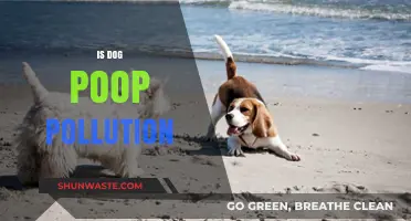 Dog Poop: A Hidden Pollution Problem