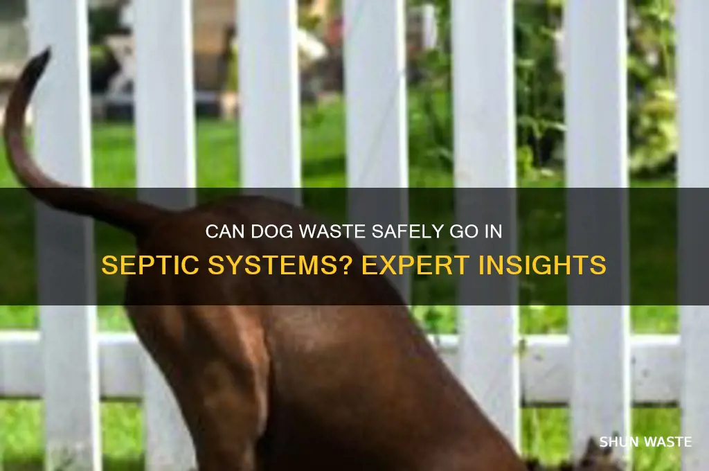 is dog waste ok for septic systems